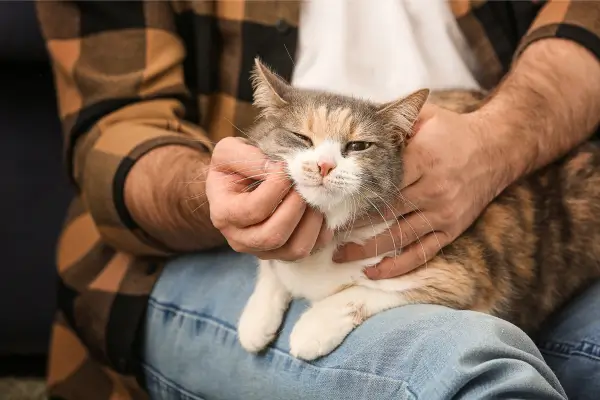 Como Adaptar o Espaço para Animais de Estimação em Tiny Houses Garantindo Conforto e Bem-Estar dos Pets